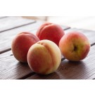 Peach, Hale Haven