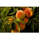 Peach, Frost™