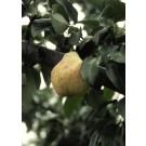 Photo Courtesy of Bailey Nurseries Inc.