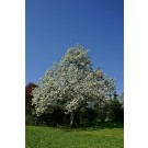Flowering Pear - Generic - Courtesy of Pixabay