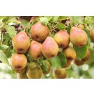 Pear-Generic