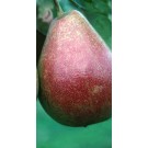 Photo Courtesy of Bailey Nurseries Inc.
