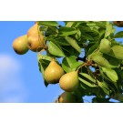 Pear, Ure