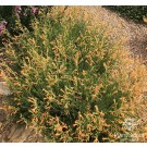 Photo Courtesy of Plant Select®