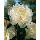 Photo Courtesy of Walter's Gardens, Inc.