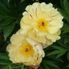 Photo Courtesy of Iseli Nursery