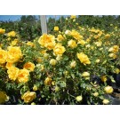 Persian Yellow Rose© photo ArborTanics Inc