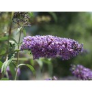 Petite Plum Butterfly Bush...©photo David Spahn