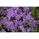 Photo Courtesy of Ball Horticultural Company
