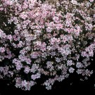 Photo Courtesy of Ball Horticultural Company