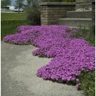 Photo Courtesy of Walter's Gardens, Inc.