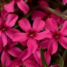 Photo Courtesy of Ball Horticultural Company