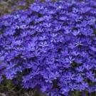 Photo Courtesy of Walter's Gardens, Inc.