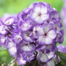 Photo Courtesy of Syngenta Flowers