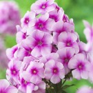 Photo Courtesy of Syngenta Flowers