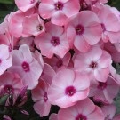 Photo Courtesy of Syngenta Flowers
