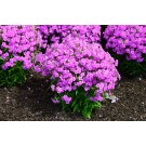 Photo Courtesy of Chicagoland Grows®, Inc.