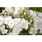 Phlox, Tall Garden, Fashionably Early Crystal