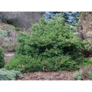 Maxwell Dwarf Norway Spruce...©photo David Spahn