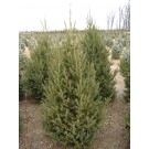 Monrose Spire White Spruce...©photo