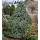 Dwarf Serbian Spruce...©photo David Spahn