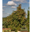Photo Courtesy of Iseli Nursery