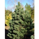 Photo Courtesy of Russell's Nursery Inc.