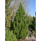 Photo Courtesy of Iseli Nursery