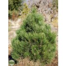 Photo Courtesy of Russell's Nursery, Inc.