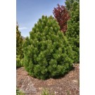 Photo Courtesy of Iseli Nursery 