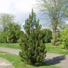 Satellite Bosnian Pine