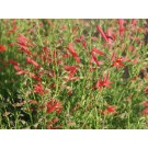 Pine-leaf Penstemon...©photo ArborTanics Inc..
