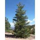 Pine, Limber 