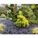 Photo Courtesy of Iseli Nursery
