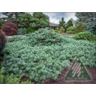 Image Courtesy of Iseli Nursery 
