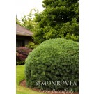 Photo Courtesy of Monrovia