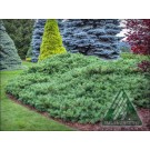 Photo Courtesy of Iseli Nursery