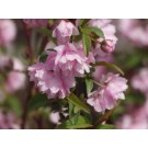 Pink Flowering Almond...©photo ArborTanics Inc.