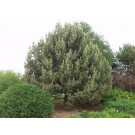 Accent Specimen Planting ©photo ArborTanics Inc.