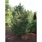 Pine, Swiss Stone Blue