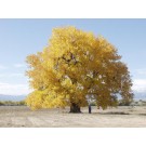 PLAINS COTTONWOOD -Erie Colorado ±150 years old ©photo ArborTanics Inc.