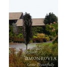 Photo Courtesy of Monrovia