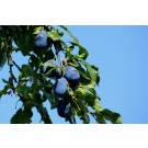 Prune Plum-Generic