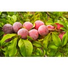 Japanese Plum-Generic