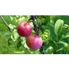 Japanese Plum-Generic