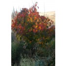 Photo Courtesy of Plant Select®