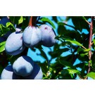 Prune Plum-Generic