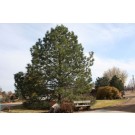 Ponderosa PIne-30 years old...©photo ArborTanics Inc.