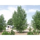 PLAINS STRAIGHT COTTONWOOD -Longmont, Colorado ©photo ArborTanics Inc.