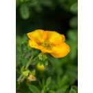 Photo Courtey of Bailey Nurseries Inc.